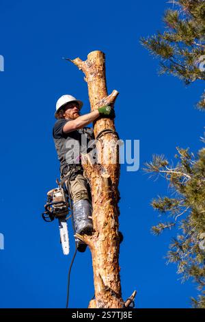 Ein Baumchirurg schneidet mit einer Kettensäge den Stamm eines Baumes in kleinere Baumstämme, bevor er ihn abschneidet. Stockfoto