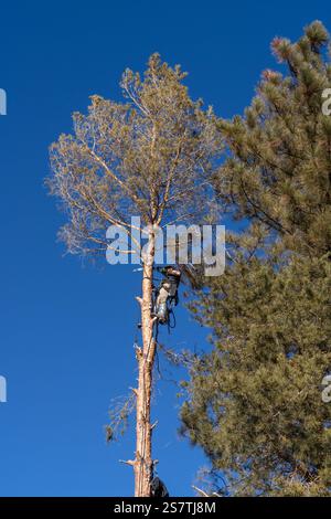 Ein Baumchirurg sägt die Zweige eines Baumes ab, bevor er ihn abschneidet. Stockfoto