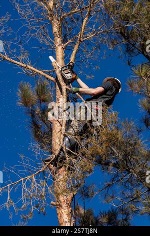 Ein Baumchirurg schneidet mit einer Kettensäge die Äste eines Baumes ab, bevor er ihn abschneidet. Stockfoto