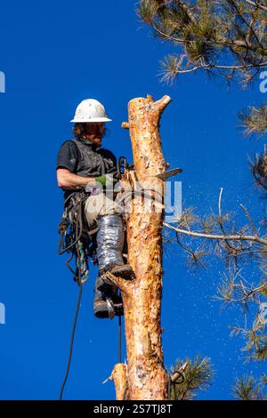 Ein Baumchirurg schneidet mit einer Kettensäge den Stamm eines Baumes in kleinere Baumstämme, bevor er ihn abschneidet. Stockfoto