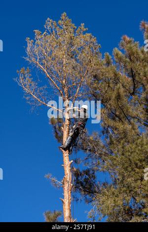 Ein Baumchirurg schneidet mit einer Kettensäge die Äste eines Baumes ab, bevor er ihn abschneidet. Stockfoto
