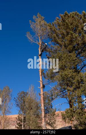 Ein Baumchirurg schneidet mit einer Kettensäge die Äste eines Baumes ab, bevor er ihn abschneidet. Stockfoto