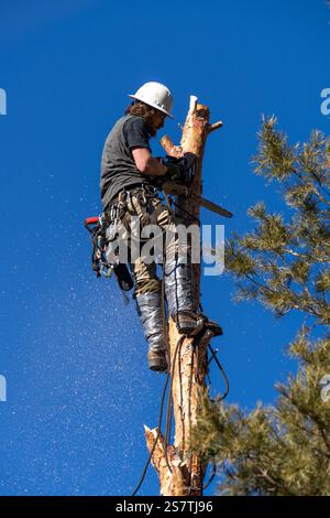 Ein Baumchirurg schneidet mit einer Kettensäge den Stamm eines Baumes in kleinere Baumstämme, bevor er ihn abschneidet. Stockfoto