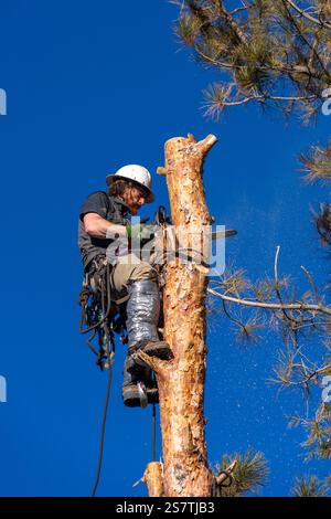 Ein Baumchirurg schneidet mit einer Kettensäge den Stamm eines Baumes in kleinere Baumstämme, bevor er ihn abschneidet. Stockfoto