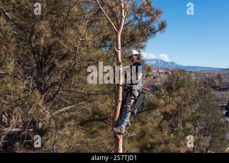 Ein Baumchirurg schneidet mit einer Kettensäge die Äste eines Baumes ab, bevor er ihn abschneidet. Stockfoto