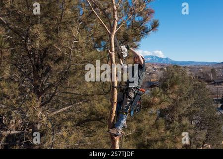 Ein Baumchirurg schneidet mit einer Kettensäge die Äste eines Baumes ab, bevor er ihn abschneidet. Stockfoto