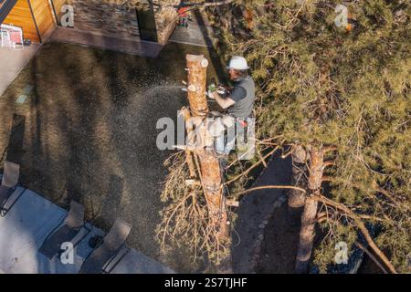 Ein Baumchirurg schneidet mit einer Kettensäge den Stamm eines Baumes in kleinere Baumstämme, bevor er ihn abschneidet. Stockfoto
