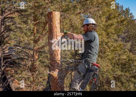 Ein Baumchirurg schneidet mit einer Kettensäge den Stamm eines Baumes in kleinere Baumstämme, bevor er ihn abschneidet. Stockfoto