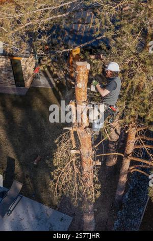 Ein Baumchirurg schneidet mit einer Kettensäge den Stamm eines Baumes in kleinere Baumstämme, bevor er ihn abschneidet. Stockfoto