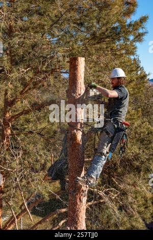 Ein Baumchirurg schneidet mit einer Kettensäge den Stamm eines Baumes in kleinere Baumstämme, bevor er ihn abschneidet. Stockfoto
