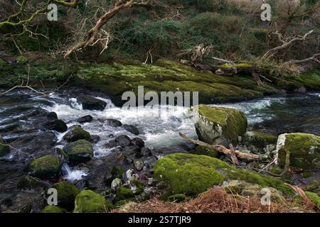 Der Ogwen River entspringt im Lake Ogwen in Snowdonia, ist aber hier in seinem unteren Flusslauf nahe der Halfway Bridge in der Nähe von Tregarth Village zu sehen. Stockfoto