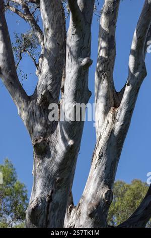 Nahaufnahme der glatten Eukalyptusrinde mit Sonnenlicht und Schatten Stockfoto