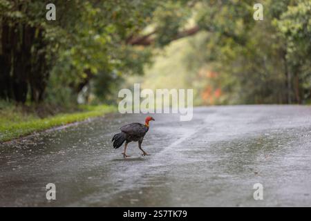 Pinsel truthahn spaziert auf einer nassen Straße im Buschwald Australiens Stockfoto