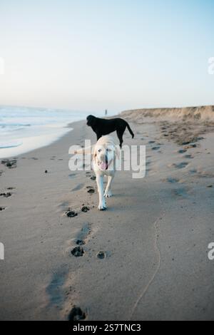 Labrador Dog Walking am Florida Beach Stockfoto