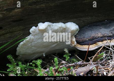 Fibroporia gossypium, ein polyporer Pilz aus Finnland, der auf Kiefern wächst, kein gebräuchlicher englischer Name Stockfoto
