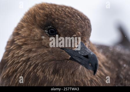 Porträt von Südpolar Skua. Stercorarius maccormicki. Stockfoto