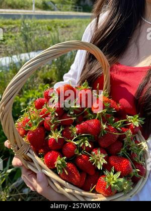 Schlürfen Sie an einem nahrhaften tropischen Smoothie-Bogen Stockfoto
