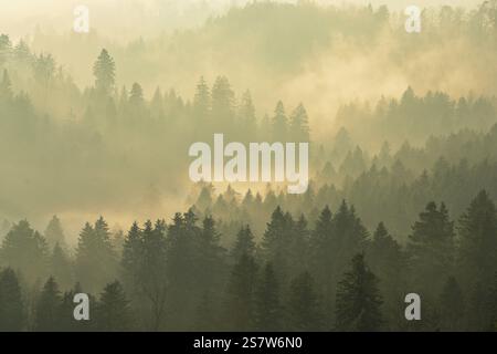 Nebel und Wald im Licht der untergehenden Sonne, Baar, Kanton Zug, Schweiz, Europa Stockfoto