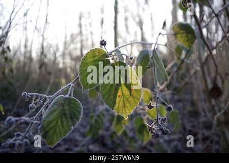 Brombeere (Rubus), brombeerblatt, Winter, Frost, die Blätter eines brombeerbeeres sind mit Eis bedeckt und werden von der Sonne beleuchtet Stockfoto