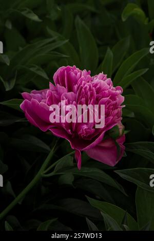 Eine atemberaubende Nahaufnahme einer pinkfarbenen Pfingstrosenblüte in voller Blüte mit ihren weichen Blütenblättern und komplexen Details Stockfoto