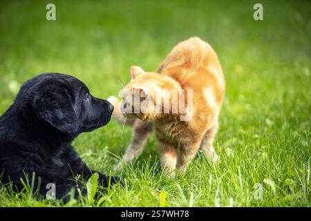 Kleines Kätzchen, das mit einem kleinen Welpen auf dem Gras im Frühlingsgarten spielt Stockfoto