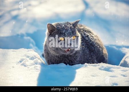 Blaue britische Kurzhaarkatze, die im Winter draußen liegt. Die Katze liegt im tiefen Schnee Stockfoto