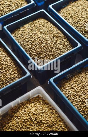 Frischer grüner Kaffeebehälter, bereit zum Rösten in der Verarbeitungsanlage, Nahaufnahme Stockfoto