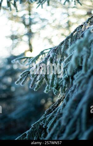 Nahaufnahme des grünen, gefrorenen und schneebedeckten Kiefernbrunch im Winter, unscharfer Waldhintergrund Stockfoto