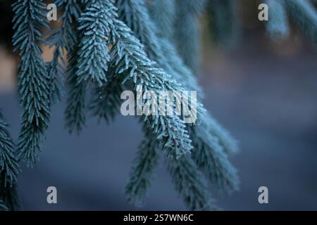 Nahaufnahme des grünen, gefrorenen und schneebedeckten Kiefernbrunch im Winter, unscharfer Waldhintergrund Stockfoto