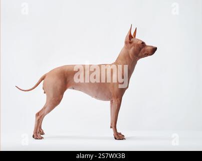 Seitenansicht eines American Hairless Terrier auf weißem Hintergrund, der die glatte Haut und den schlanken Aufbau des Hundes zeigt. Stockfoto