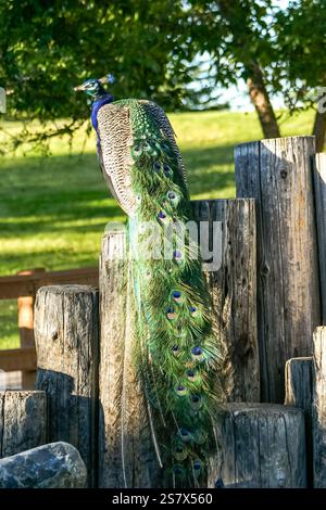 Ein Pfau steht auf einem Holzpfosten. Der Pfau ist grün und hat einen langen Schwanz Stockfoto