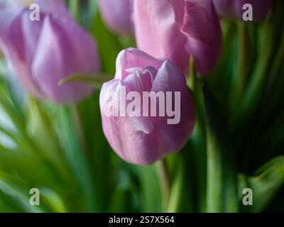 Eine pinkfarbene Tulpe mit grünem Stiel. Die Blume ist von grünen Blättern umgeben Stockfoto
