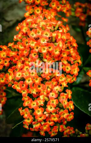 Ein Haufen orangener Blüten mit gelben Mittelpunkten. Die Blumen sind in voller Blüte und sehr hell und bunt Stockfoto