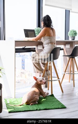 Geschäftsfrau arbeitet an ihrem Laptop, während ihr Haustier xoloitzcuintli Hund auf einer grünen Matte in einem modernen, haustierfreundlichen Büro liegt Stockfoto