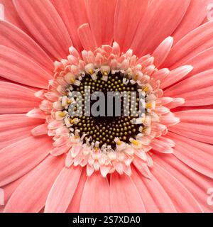 Nahaufnahme der rosa gerberblüte mit engem Fokus. Stockfoto