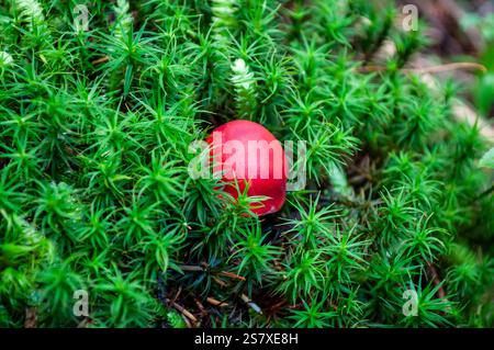 Ein wilder Pilz mit roter Kappe, der in grünem Moos wächst und die Schönheit und Gefahr der Natur unterstreicht. Stockfoto
