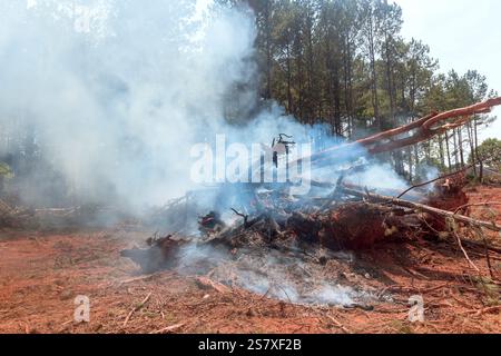 Verkohlte Baumreste schwelen im Wald, während Rauch unter der Sonne auftaucht, was die Auswirkungen von Waldbränden unterstreicht. Stockfoto