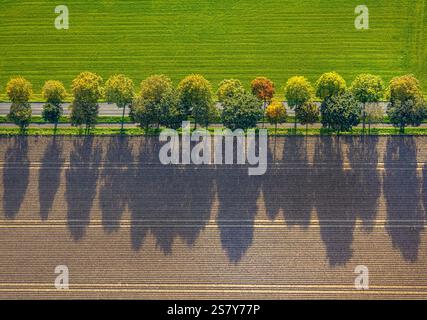 Luftaufnahme, herbstliche Baumallee mit Schatten, grün-brauner Kontrast von Wiesen und Feldern, Lüttingen, Xanten, Niederrhein, Nordrhein-Westfalen Stockfoto