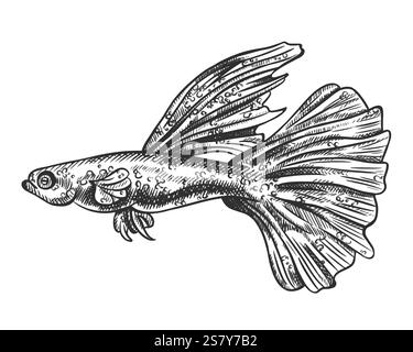 Vektor-Illustration von Guppy Seefisch. Ein tropisches Unterwassertier. Tropisches Element der Natur. Für Postkarten, Ausdrucke. Handgezeichneter, strukturierter Ske Stock Vektor