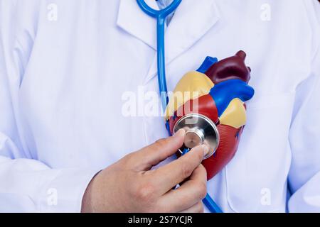 Nahaufnahme eines Arztes, der ein Stethoskop über einem bunten anatomischen Modell des menschlichen Herzens hält. Stockfoto