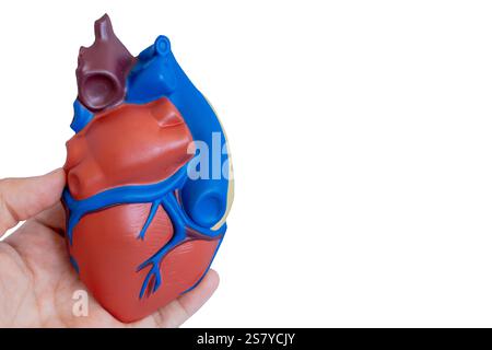 Nahaufnahme einer Hand, die ein detailliertes anatomisches Modell des menschlichen Herzens hält. Das Modell hebt Hauptkomponenten wie Arterien und Ventrikel hervor Stockfoto