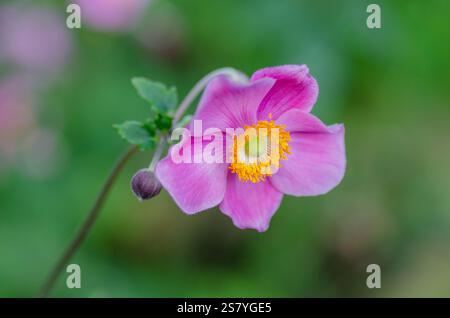 Japanische Anemone, Anemone x hybrida „Robustissima“- mit zartrosa, schalenförmigen Einzelblüten, Close-up.UK. Stockfoto