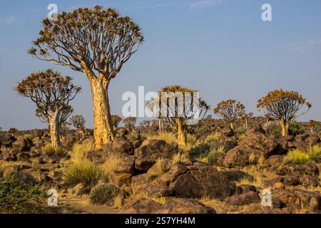 Der beeindruckende Quiver Tree Forest in der rauen, trockenen Umgebung von Keetmanshoop, Namibia Stockfoto