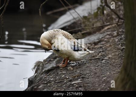 Stockenten x Pekin-Ente (Anas platyrhynchos x Anas platyrhynchos domesticus) auf der linken Seite, am Muddy Bank of Nature Reserve Lake in Großbritannien Stockfoto