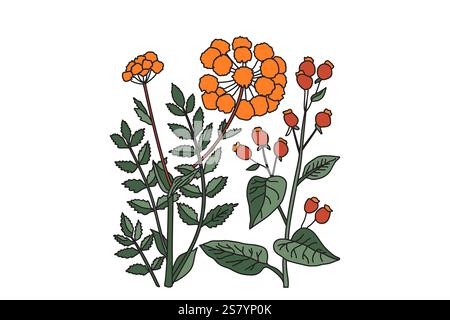 Medizinische botanische Pflanzen und Blumen isoliert auf weißem Hintergrund. Bunte Wildblumen Blumenstrauß Vektor Illustration. Grafikdesign für Print Brand We Stock Vektor