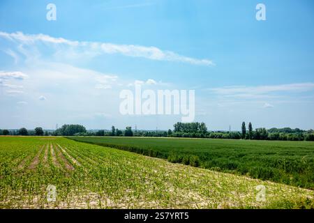 Ein Maisfeld wird mit einem blauen Himmel im Hintergrund angezeigt. Der Himmel ist klar und die Sonne scheint hell. Der Mais ist groß und grün, und der Gefallene Stockfoto