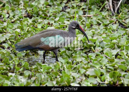Hadada ibis (Bostrychia hagedash) vom Naivasha See, Kenia. Stockfoto