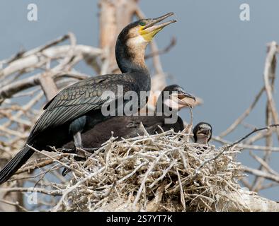 Nestung des Großen Kormorans (Phalacrocorax carbo) mit zwei großen Küken. Foto vom Naivasha-See, Kenia. Stockfoto