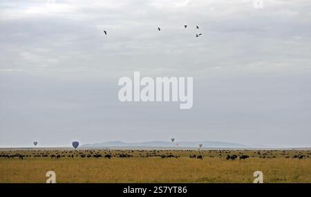 Heißluftballons treiben über Herden weidender Gnus in Maasai Mara, Kenia. Stockfoto