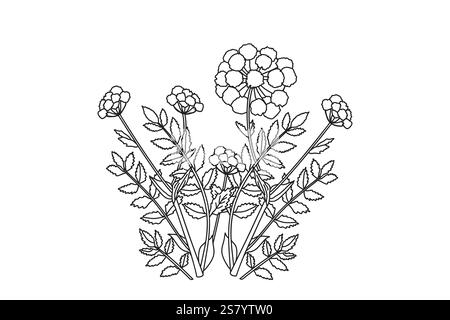 Linienart botanisches Bouquet der Hortensie isoliert auf weißem Hintergrund. Schwarz-weiße Umrisse Pflanze und Blumen Vektor Illustration. Grafikdesign für Stock Vektor